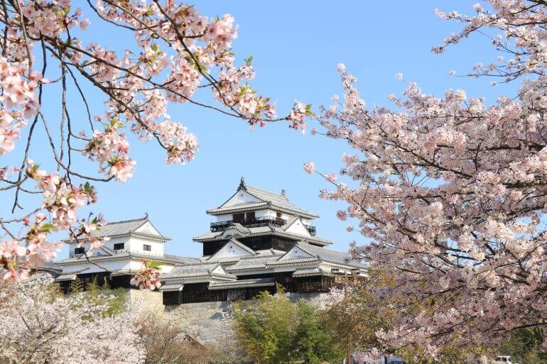 松山城天守群、桜