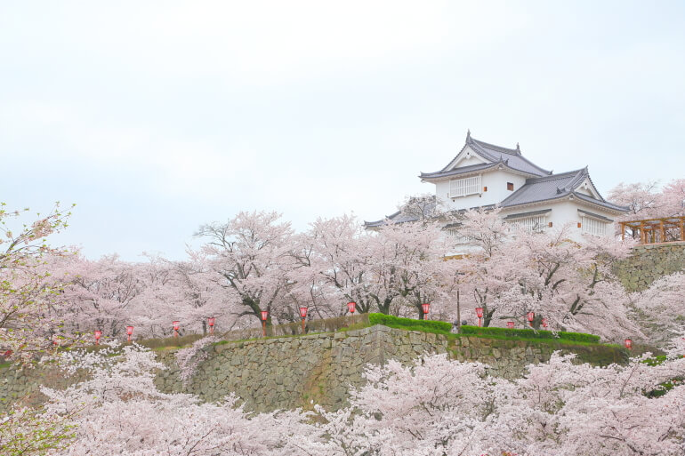 津山城、備中櫓、桜、石垣