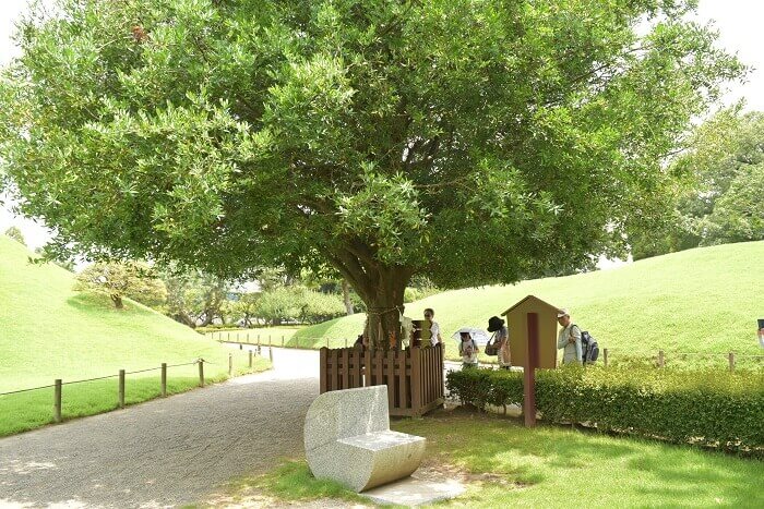 水前寺成趣園、熊本城、梛、神木