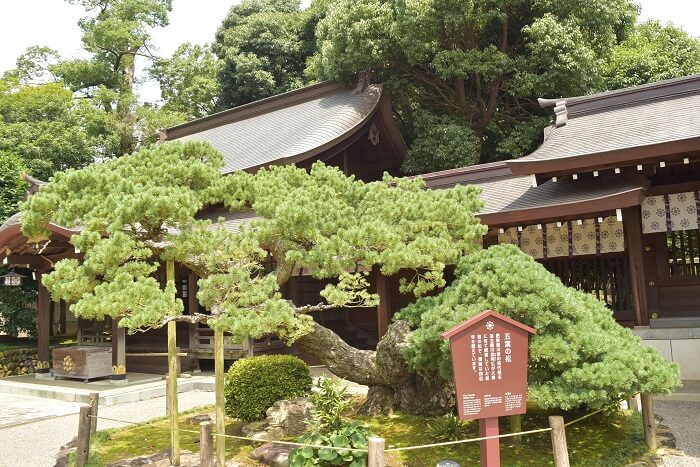 出水神社、境内、盆栽、