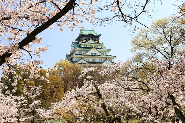 大阪城、桜