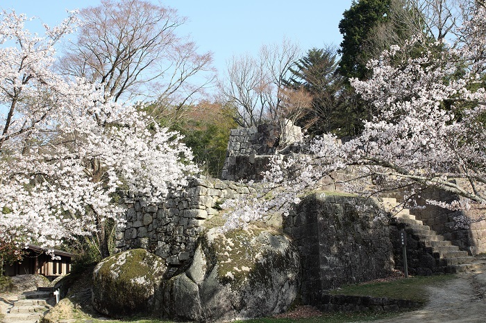 桜を愛でる花見の城 21 東海編 気分は天下人 三英傑ゆかりの名城をめぐる お城情報webメディア 城びと