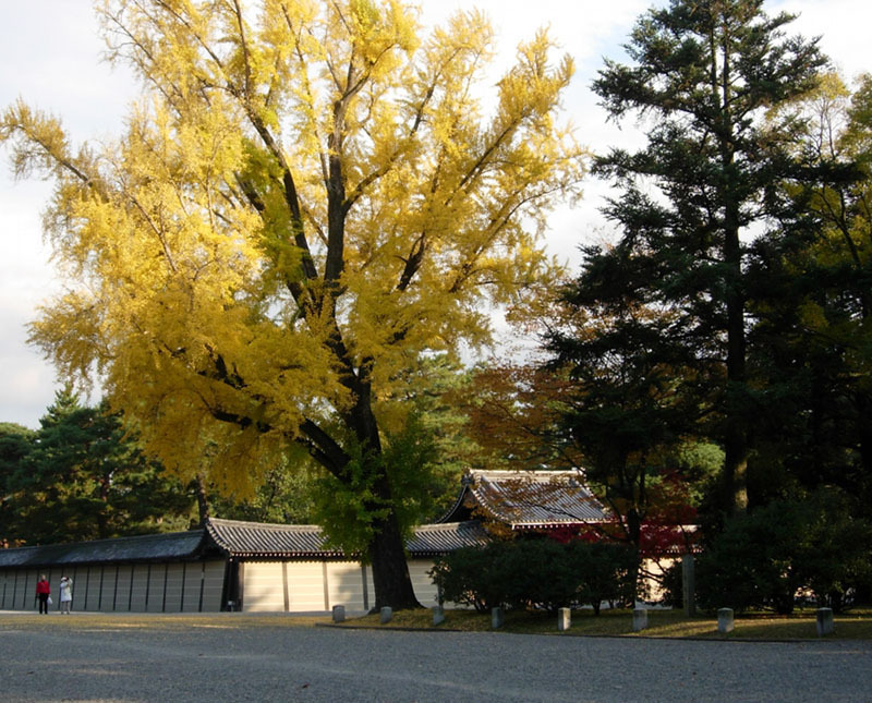 京都御所