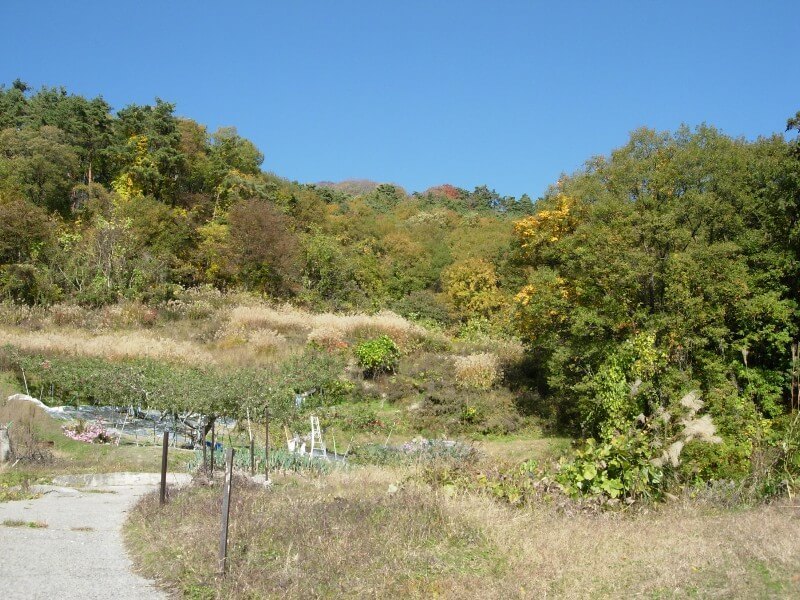 旭山城の全景