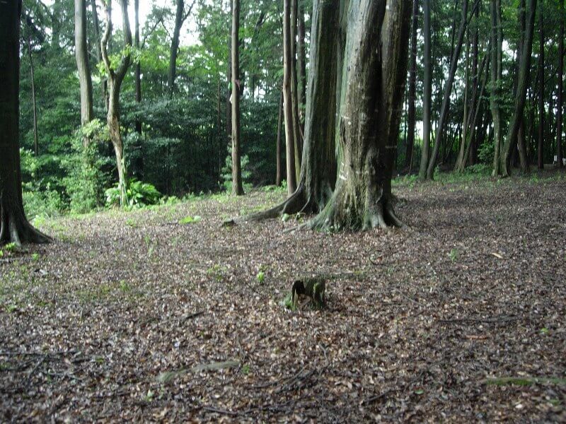 弾正山、家康本陣