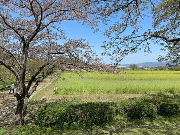 XR藤原宮