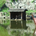 彦根城の黒鳥