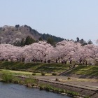 角館の桜