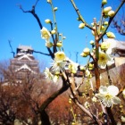 早春には梅の花