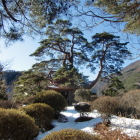 金毘羅神社と城山の松