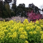 梅と菜の花