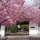 河津桜