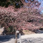 寒桜は咲き始め