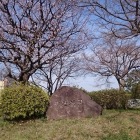 石碑と桜