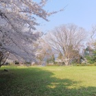 主郭の見事な桜