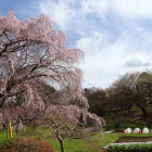 しだれ桜と沢山城址