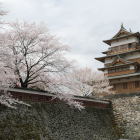 高島城　桜