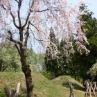 本丸虎口と桜