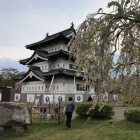 仮置き天守と終わりかけ桜。