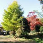 大銀杏と紅葉