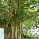 築城当時の大イチョウ