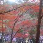 瑞宝寺公園の紅葉。