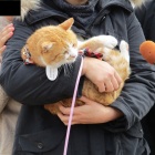 猫城主・さんじゅーろー