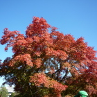 徳川園の紅葉