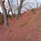 落葉で紅く染まる土塁