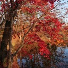 水堀と紅葉が美しい