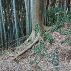 土塁と空堀？主郭部分かな