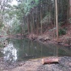 二ノ門脇の水堀。水堀に覆い被さる木の伐採作業中でした