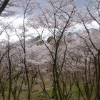 大池跡の桜