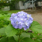 お盆時期に紫陽花