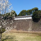 観桜通り抜け