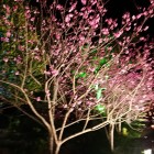 七五三の階段沿いに桜が咲き誇ってました