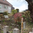 紫野西土居町の御土居