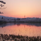 桜色に染まる南堀