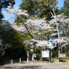 登城口の桜