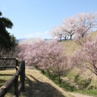 北曲輪下堀切桜