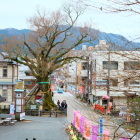 八幡宮から見た大ケヤキ