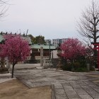 河津桜が咲いています