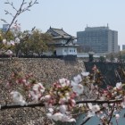 坤櫓跡から桜越しに千貫櫓を望む