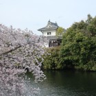 模擬櫓と桜