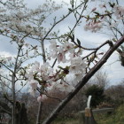 桜～、舞い～散～る～♪