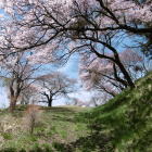 花岡公園入口の満開の桜