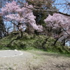 帯曲輪と満開の桜