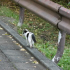 妙に人懐こかった子猫