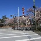 桜満開の福井城・福井県庁