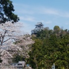 南西から見た天守と桜